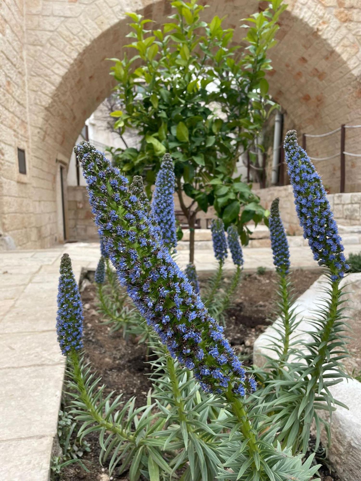 Lamanna House Polignano a Mare Exterior foto